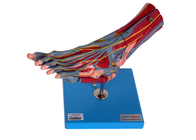 Fuß mischt menschliches Anatomie-Modell With Vessels Nerves mit