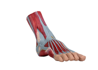 Fuß-malte menschlicher Anatomie-Modell PVC-Muskel Farbe für Training