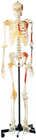 Promotion Menschliches Skelett mit einseitig bemalten Muskeln Menschliches Anatomiemodell