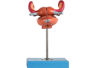 Anatomisches Gebärmutter-Modell With Bladder Uterus Vaginal Ureter And Ovary