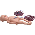 Medizinische Lieferungs-realistische Geburt-Simulator-Geburt-Ausbildungs-Modelle