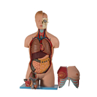 20 Torso PVCs menschlichen anatomischen Teile Modell-With Head Open