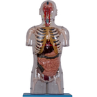 Realistisches PVC malen menschliches Anatomie-Modell With Internal Organs