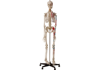 College-anatomisches menschliches Skelett mit den Muskeln und den Ligamenten