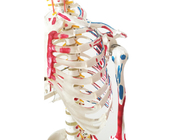 Anatomie, die PVC-Farben-Skelett mit den Muskeln und den Ligamenten ausbildet