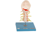 Ausbildende vertebrale anatomische Modell-Skin Color With-Ligamente