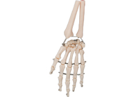 Knochen-Modell 3D PVCs materielles menschliches Handfür medizinisches Training