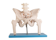 Lumbaler Dorn-menschliches Anatomie-Schenkelmodell With Stand