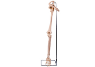 PVC 3D senken Glied-Hüften-Knochen-Modell For Medical Training