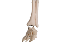 Menschlicher Anatomie-Fuß-anatomisches Modell Fibula Wire Line ISO-PVCs