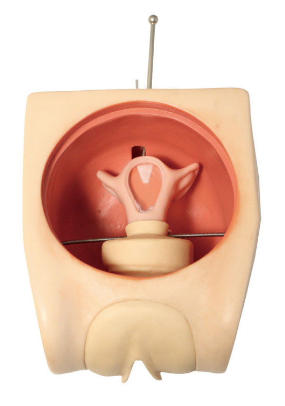 Genauer anatomischer Gebärmutter-gynäkologischer Simulator-weibliches Empfängnisverhütungs-Fähigkeits-Trainings-Modell