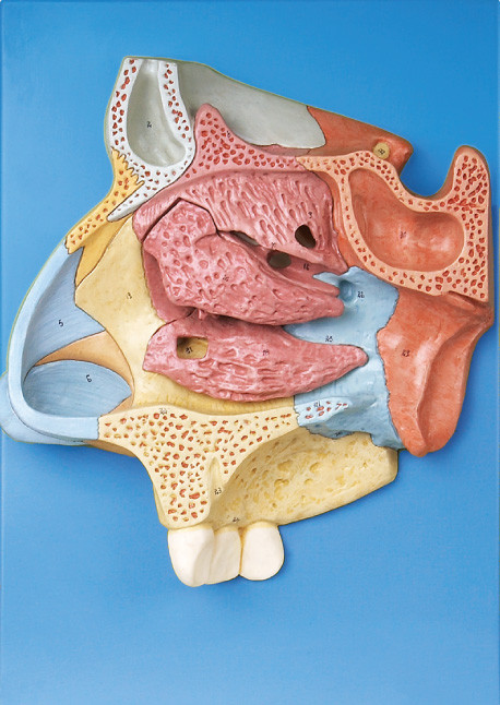 CER genehmigtes menschliches Modell Anatomie der Qualität vergrößerte Nasenhöhle mit stander