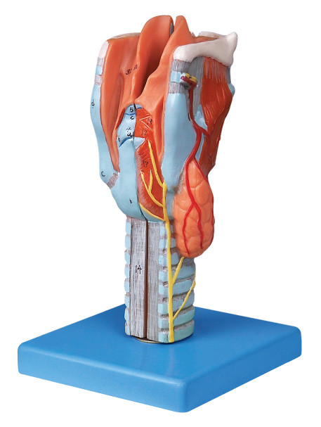 Originalgröße unterteilte menschliches Modell Anatomie des Kehlkopfes für Kollegetraining