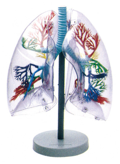 Transparente Lunge des materiellen menschlichen Anatomie-umweltsmäßigmodells für Schulbildung