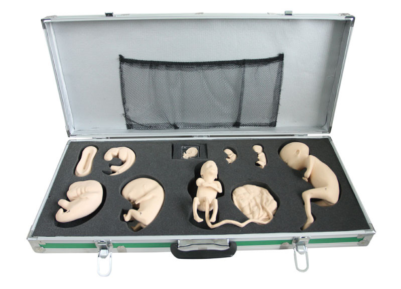 Tragbarer Kasten mit fötalem Modell für Beobachtung und Studie der Embryonalentwicklung