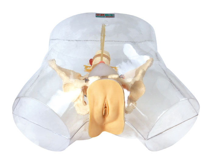 Transparentes Krankenpflege-Männchen, weiblicher urethraler Katheterismus-Simulator-medizinisches Modell