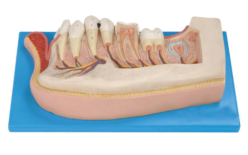 Menschliche Zähne modellieren, 21 Positionen werden angezeigt von den mandibularen bleibende Zähne über Kind