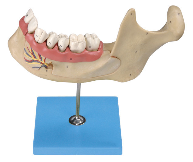 Menschliche Zähne modellieren, 29 Positionen werden angezeigt von vergrößerten mandibularen dauerhaften zweiten Zähnen
