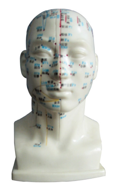 Menschlicher Kopf mit menschlichem Körper des Akupunktur-Punkt-Modells für medizinische Colleges