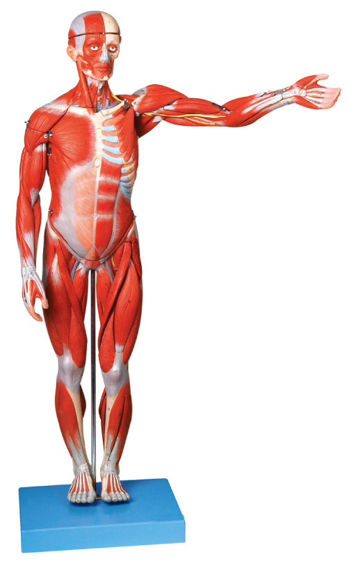 Muskeln des männlichen menschlichen Anatomie-Modells ligments Shows mit 18 Teilen