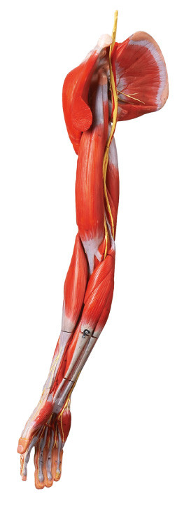 Muskeln der Arm-menschlichen Anatomie modellieren mit Hauptschiffen und den Nerven