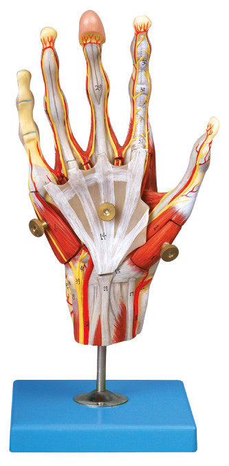 Muskeln Der Handmenschlichen Anatomie Modellieren Mit Hauptschiff Und Positionsanzeige Der Nerven 42