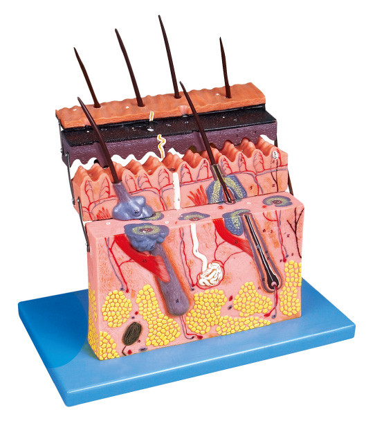 Hautabschnitt stellt menschliches Anatomie-Modell dar, dass Hautschichten für Anatomiestruktur zeigen