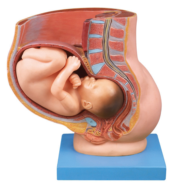Pelvis mit der Gebärmutter im 9. Monatsschwangerschaft menschlichen Anatomie-Modell für medizinische Ausbildung
