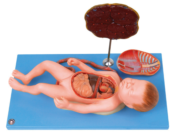 Menschliches Anatomie-Modell-Fötus mit viscus und Plazenta, Nabelschnur, innere Organe