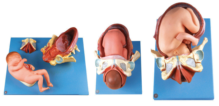 Demenstrations-Geburt-Modell/menschliches Anatomie-Modell zeigt das Lieferungs-Verfahren