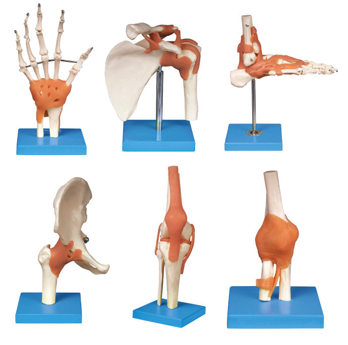 Gemeinsames Reihe (Schulter, Ellbogen, Hüfte, Knie, Hand, Fuß) menschliches Anatomie-Modellausbildungswerkzeug