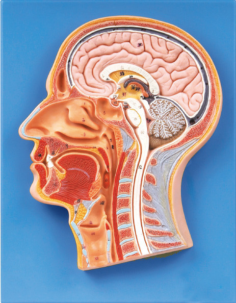53 Positionen des menschlicher Kopf-Modells mit mittlerem Abschnitt für die medizinische College-Ausbildung