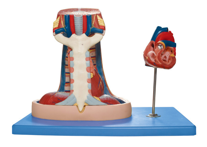 Mittelfell-vorbildliches (Sternum, Thymusdrüse, Mittelfell) menschliches Anatomie-Modell für medizinisches Training