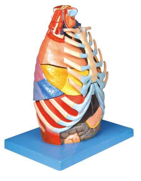 Realistische Brusthöhle-menschliches Anatomie-Modell mit niedrigem Trainingswerkzeug