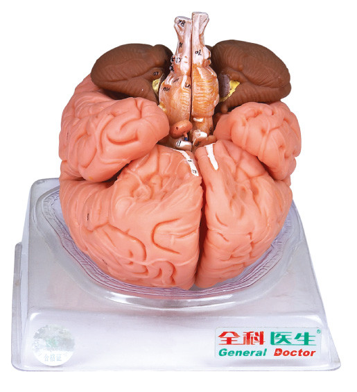 Importiertes Farbe erwachsenes Anatomyical-Gehirn-Modell mit dem Sagitalschnitt