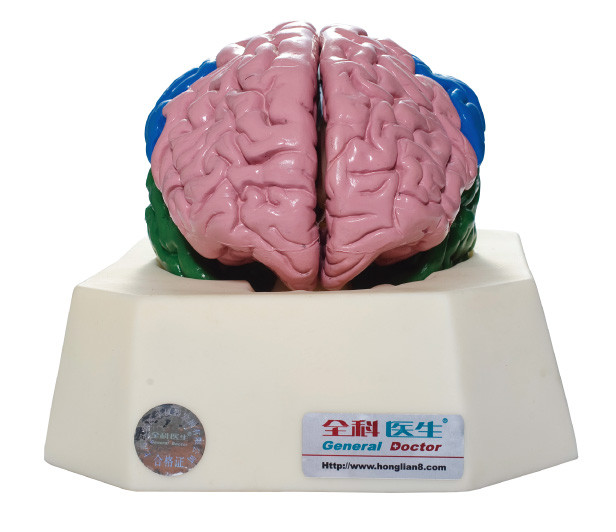 Gehirn-Vorsprung Anatomyical-Simulator für Krankenhäuser, Schulanatomie-Training