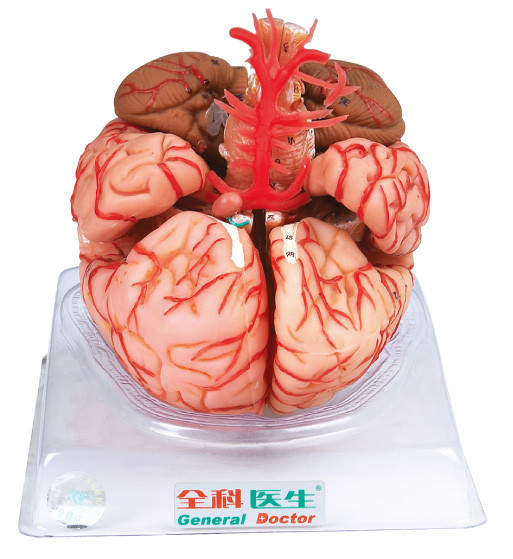 Gehirn-Modell mit den Arterien zerebral für die Ausbildung der Medizinischen Fakultäten