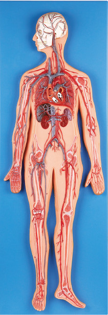 Kreislaufsystem Anatomie-Modell führen Hauptarterien ein und adern