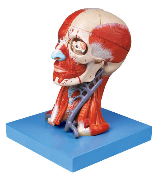 Gehirn-Modell mit dem Pasteten-Muskel und den Blutgefäßen für die medizinische College-Ausbildung