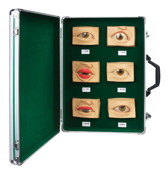 Oculopathy modellieren (20pcs/set) menschliches Malerei-Trainingssimulator der Anatomie Modell fortgeschrittenen Farb