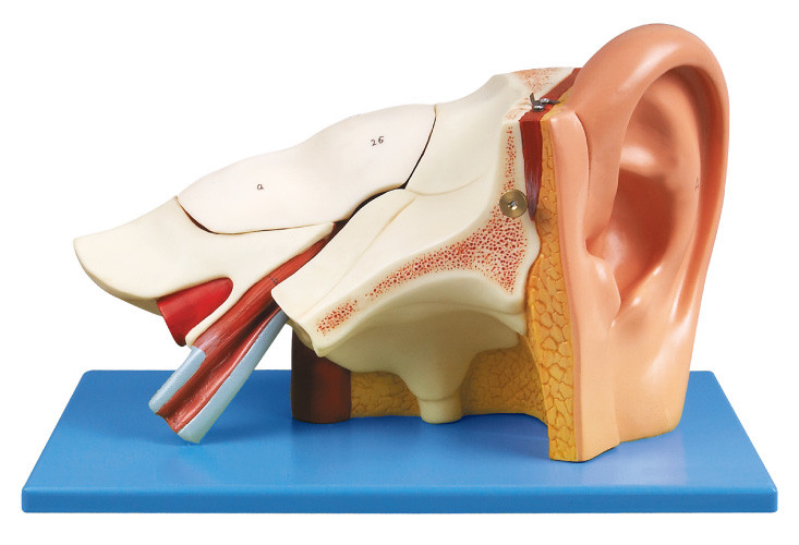 Dreimal Ohr-menschliches Anatomiemodell mit entfernbaren Gleichheiten für shool Training