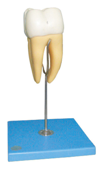 16mal-Originalgröße des molaren Modells für Hosiptals und die Ausbildung der Medizinischen Fakultäten
