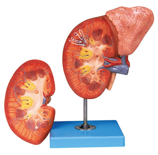 Niere und menschliches Anatomie-Modell Paranephyros für Krankenhäuser, Schulen, College-Ausbildung