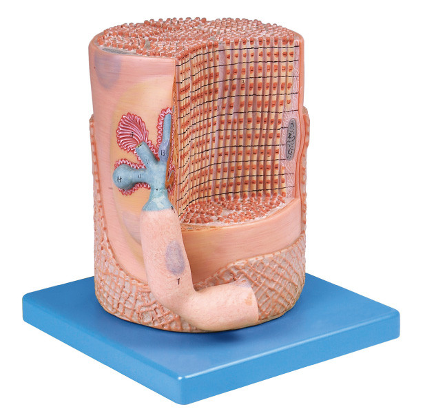 Nervensystem-Skelettmuskel-Faser mit Bewegungsendplatten-menschlichem Anatomie-Modell für medizinische Ausbildung