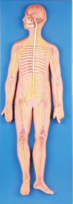 medizinischer Simulator 33 Positionen Nervensystem-des menschlichen Anatomie-Modells