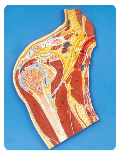 Medizinische Anatomie des Schulter-Gelenkabschnitts modelliert 23 Position angezeigtes Ausbildungsmodell