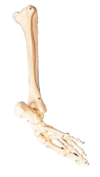 Knochen des Fußes, des Kalbknochens und shinebone der menschlichen Anatomie modellieren Trainingswerkzeug
