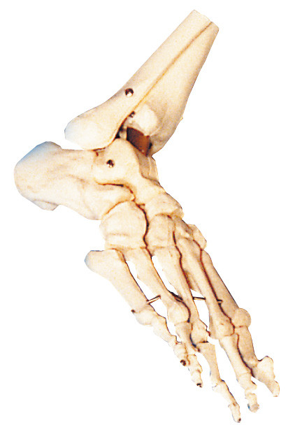 Fußmodelltraining ISO/des CERS/SGS menschliches anatomisches für Schule und Krankenhaus