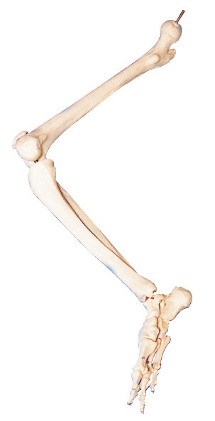 Knochen von menschlicher Anatomie 3d des unteren Gliedes modelliert FÜR anatomischen Unterricht