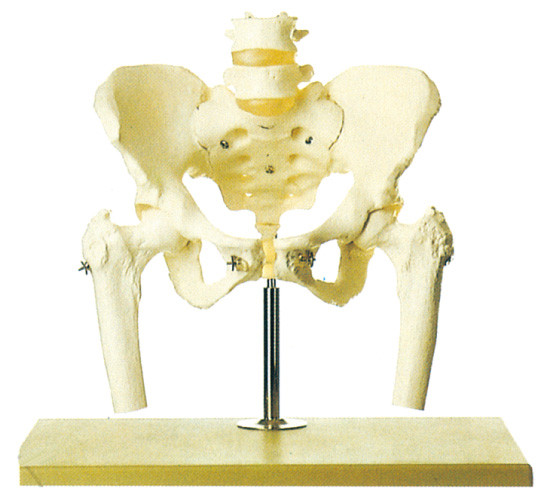 Pelvis mit lumbalem Dorn und Schenkelmenschlichem skeleton vorbildlichem Hauptstander